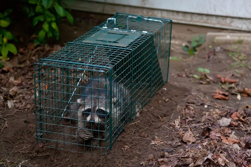 How to Trap A Raccoon