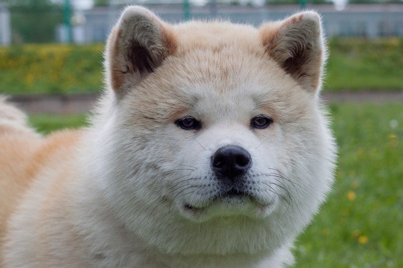 Akita Temperament: What’s it Like Owning One?
