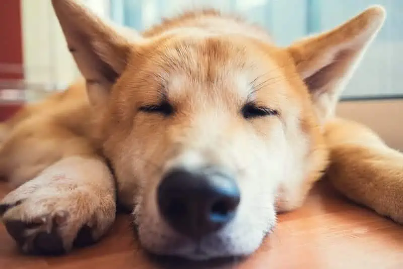 How Much Sleep Should a Shiba Inu Have