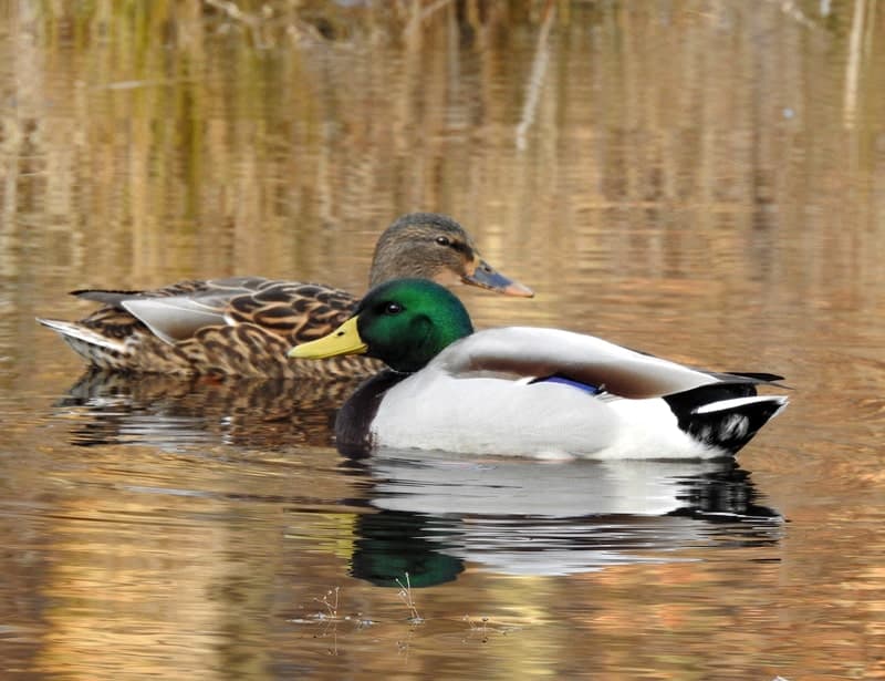 How Do Ducks Mate